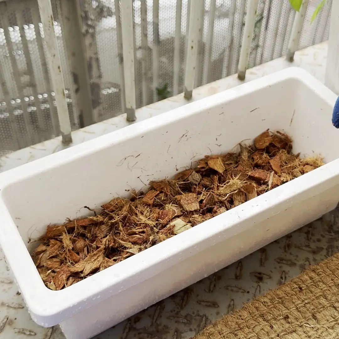 Gloved hands holding a heap of loose, chunky coconut chips after soaking