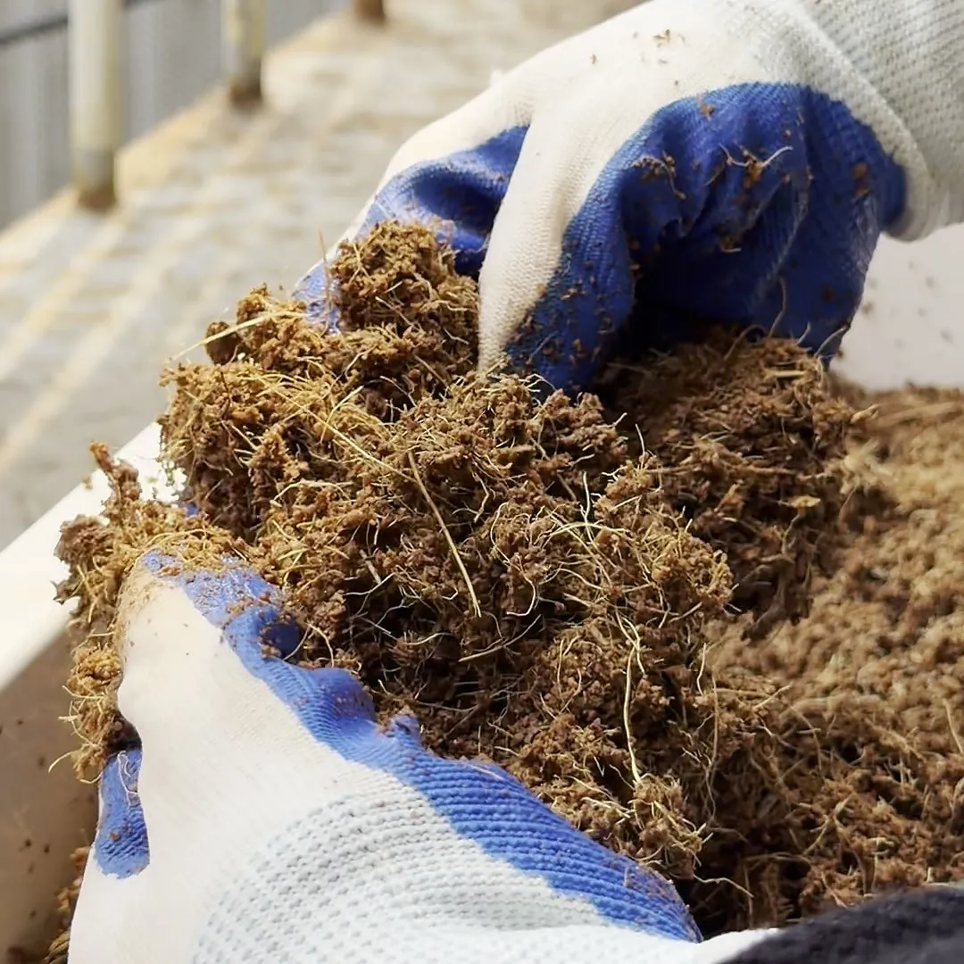Gloved hands breaking apart softened, fibrous coconut coir in a white planter