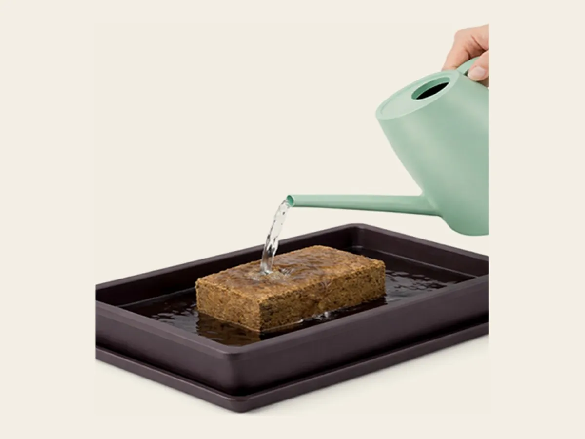 Water being poured from a watering can over a coir brick sitting in a shallow tray