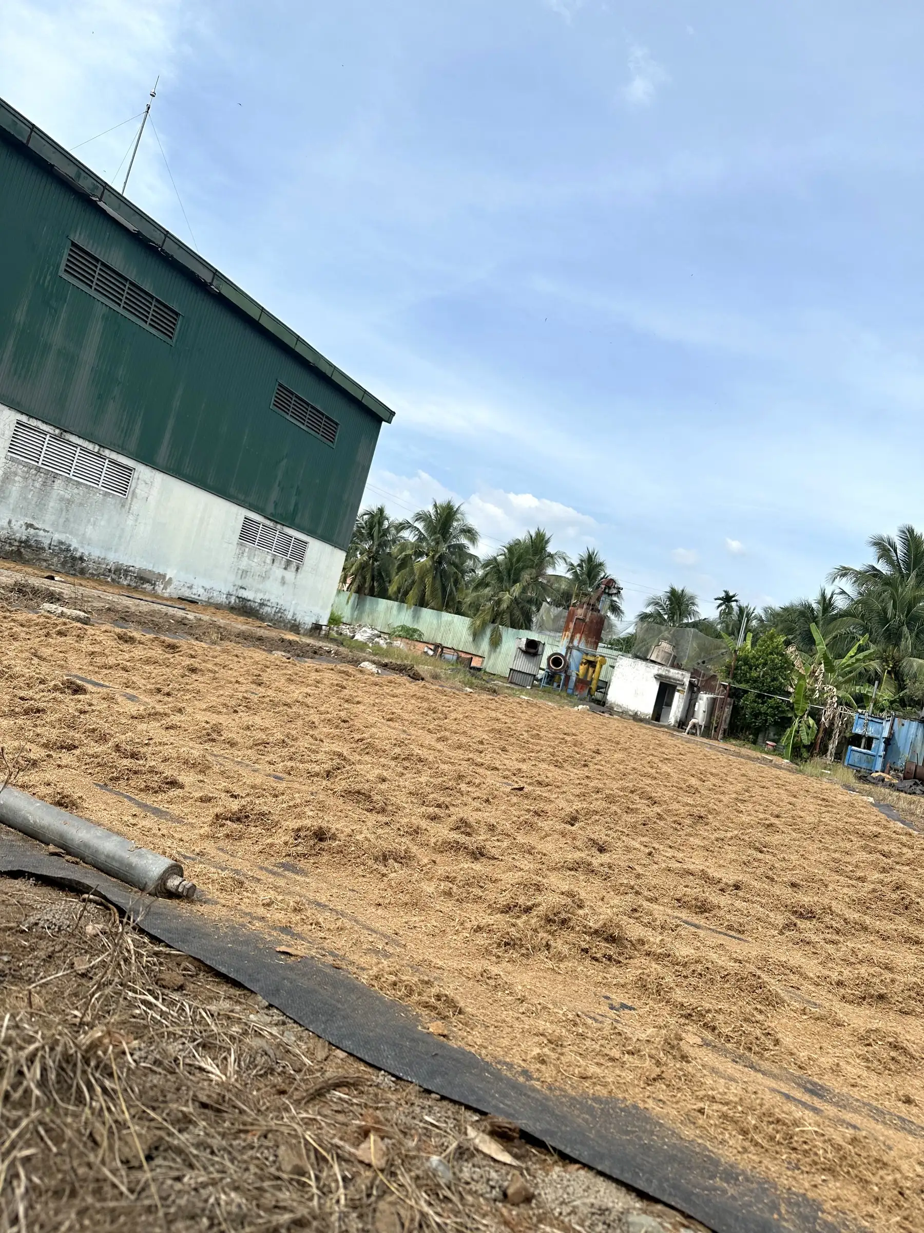 Coconut husk material spread out to dry on a yard next to the workshop building, with coconut palms behind