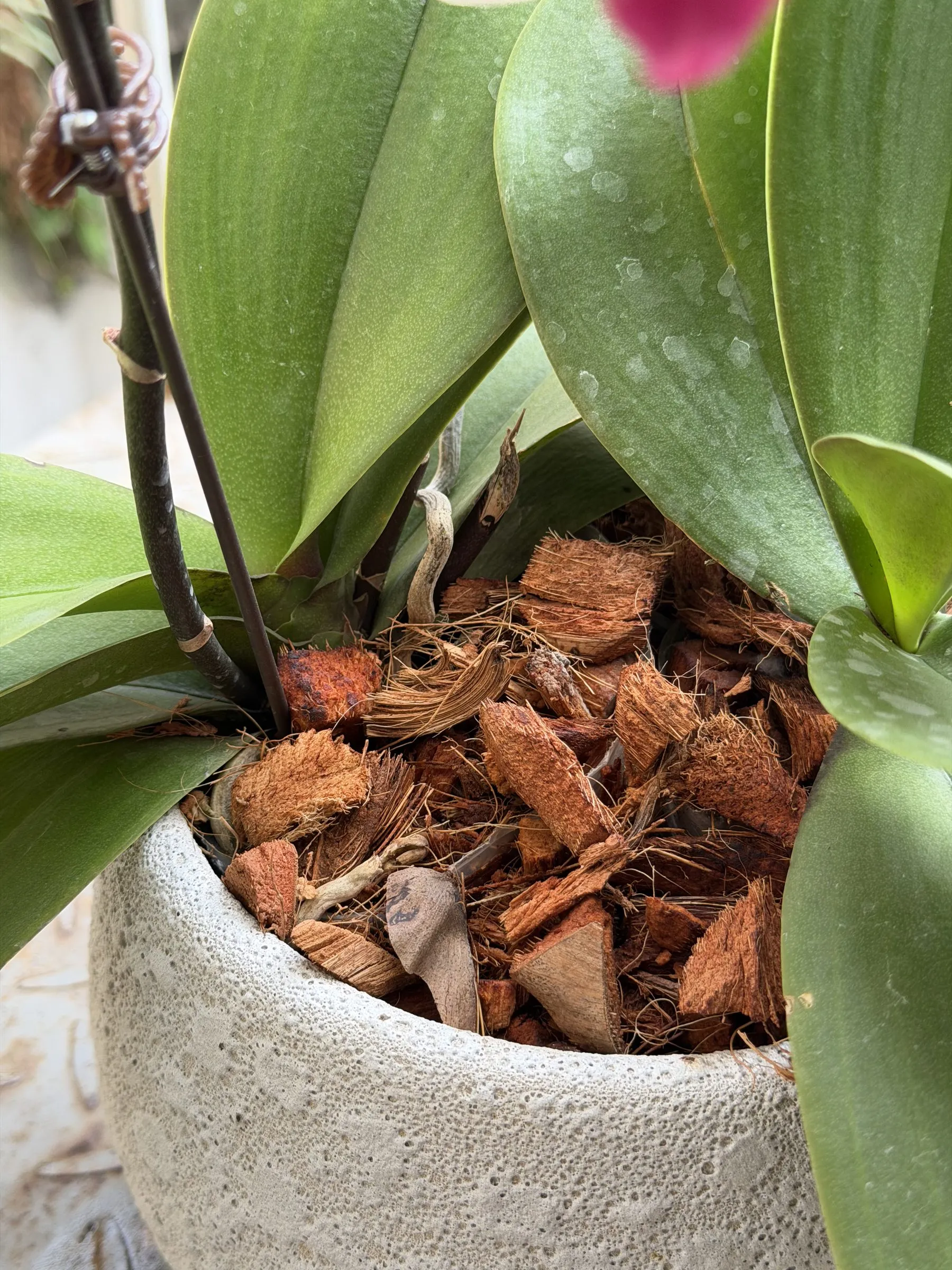 A Phalaenopsis orchid potted in chunky coconut chips in a white ceramic pot