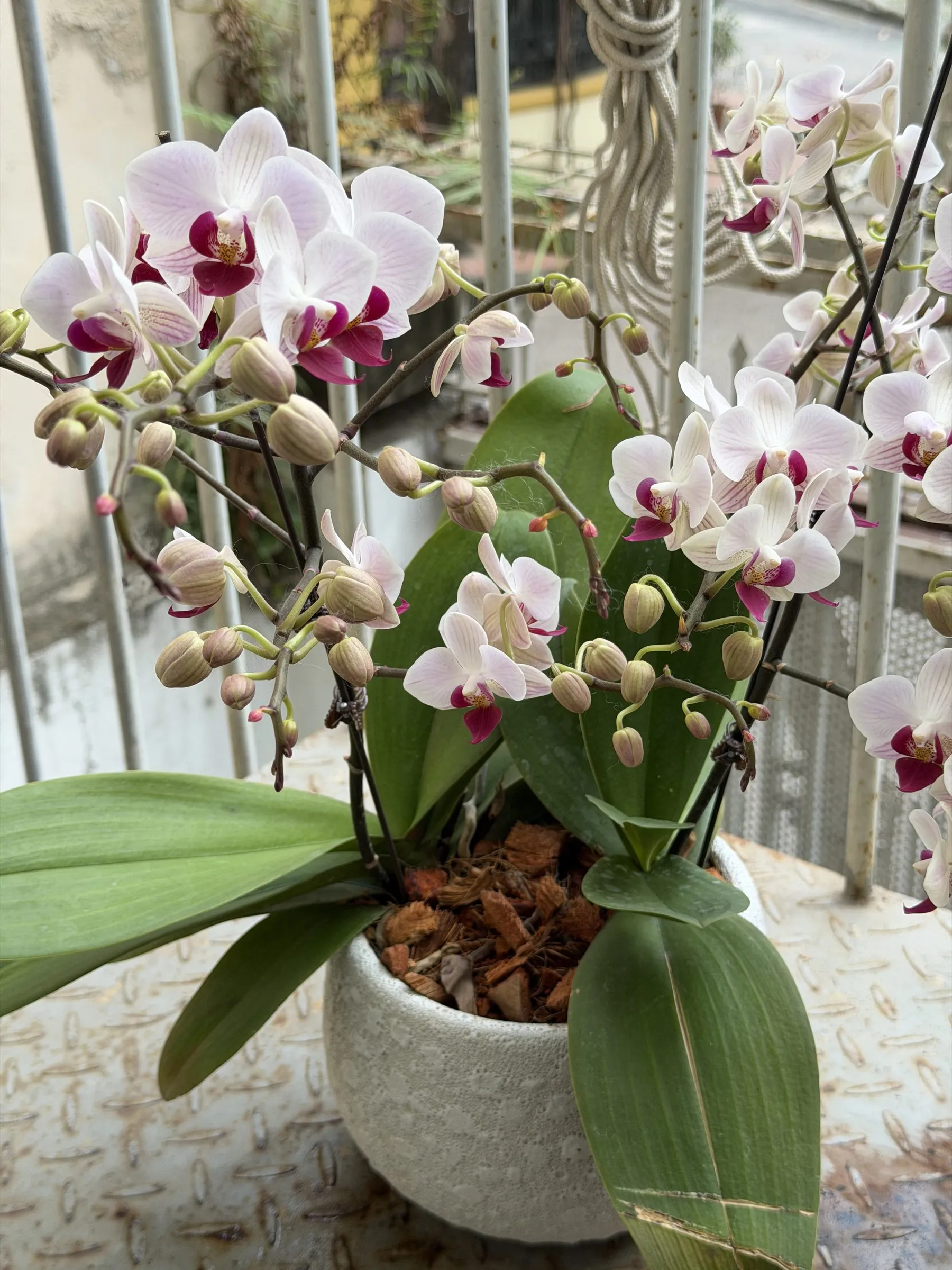 A flowering white and pink Phalaenopsis orchid growing in coconut chips on a balcony