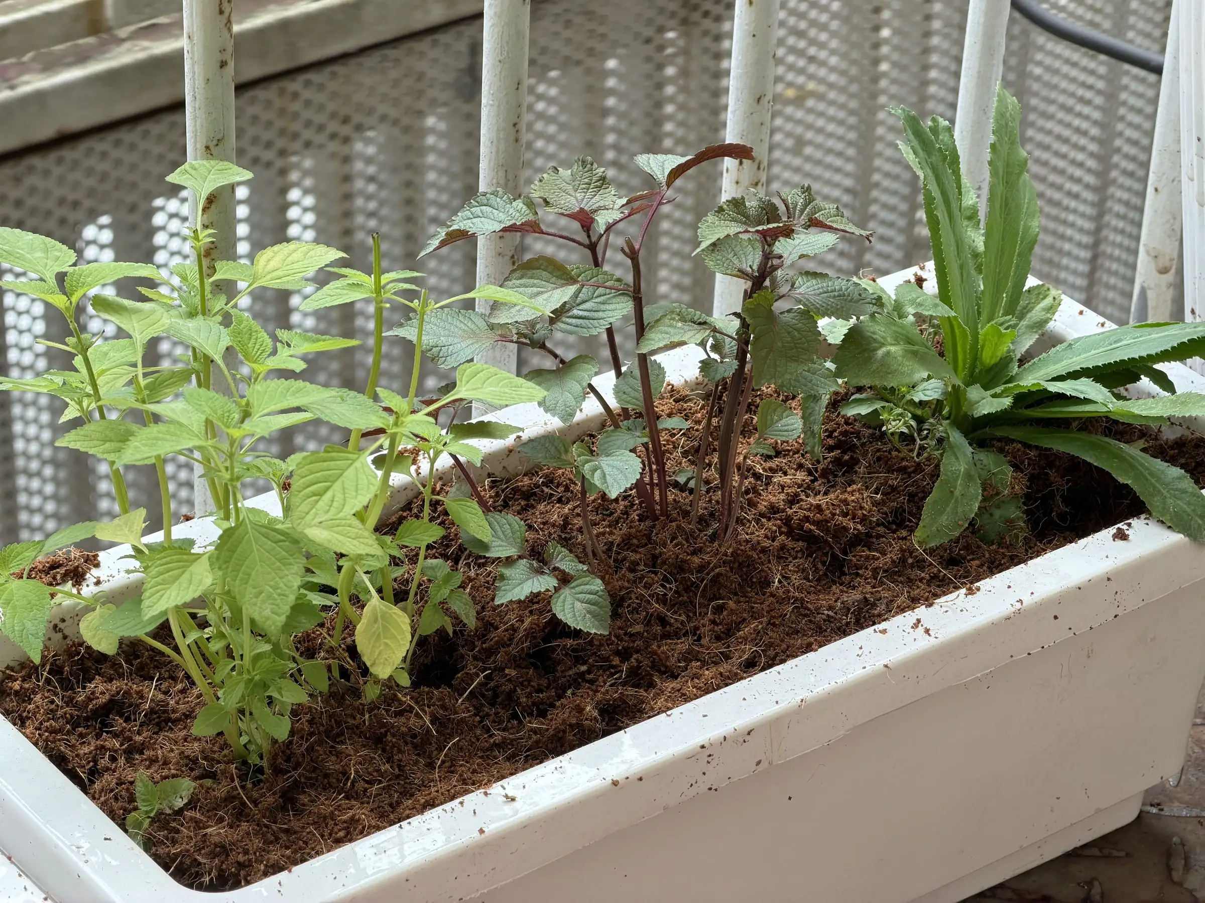 Herbs and young plants growing in a white balcony planter filled with dark, expanded coconut coir