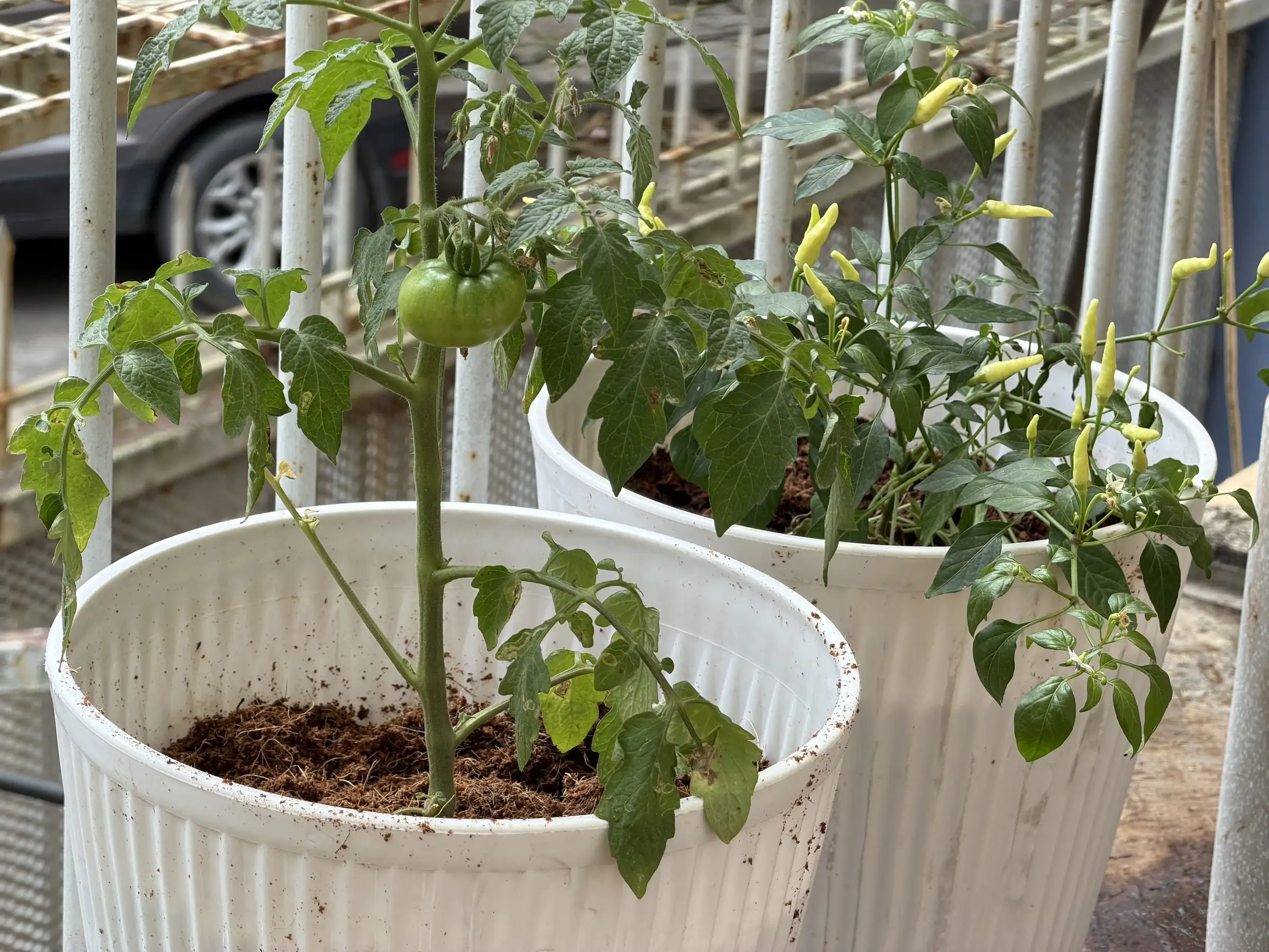 Tomato and chili plants with green fruit growing in white pots of coconut coir on a balcony