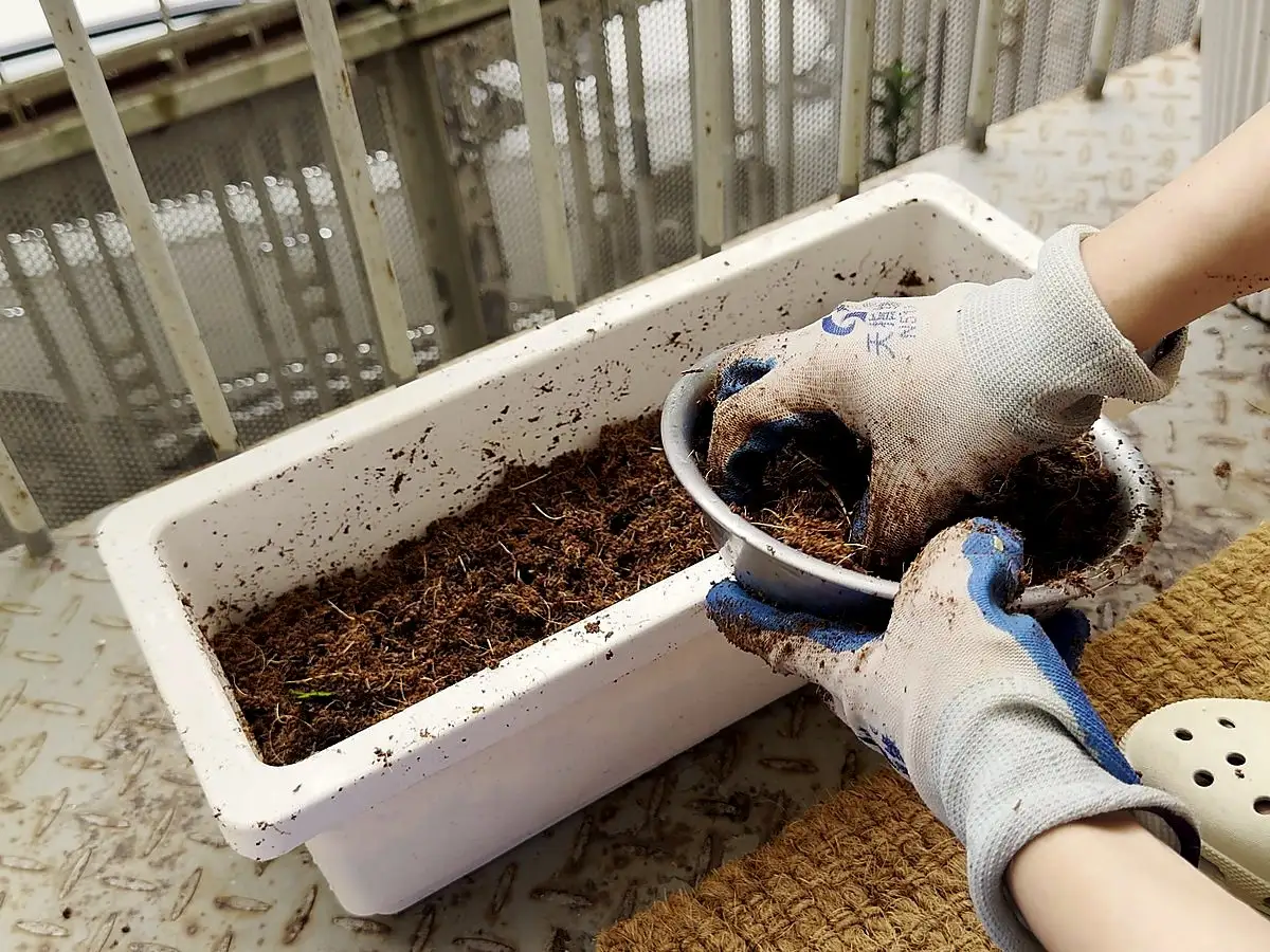 Gloved hands blending expanded coconut coir in a metal bowl over a planter