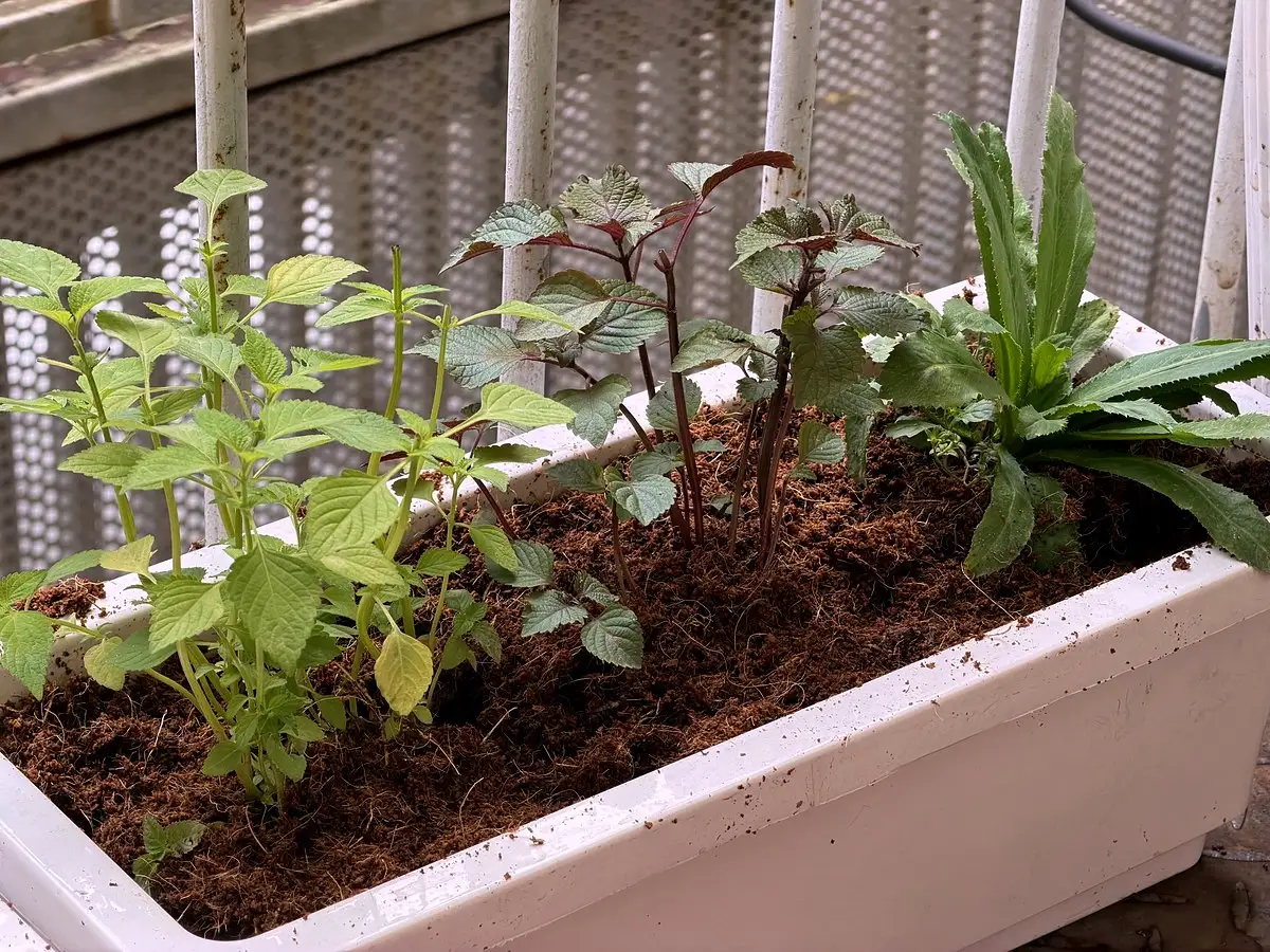 Leafy plants growing in a white balcony planter filled with dark coconut coir