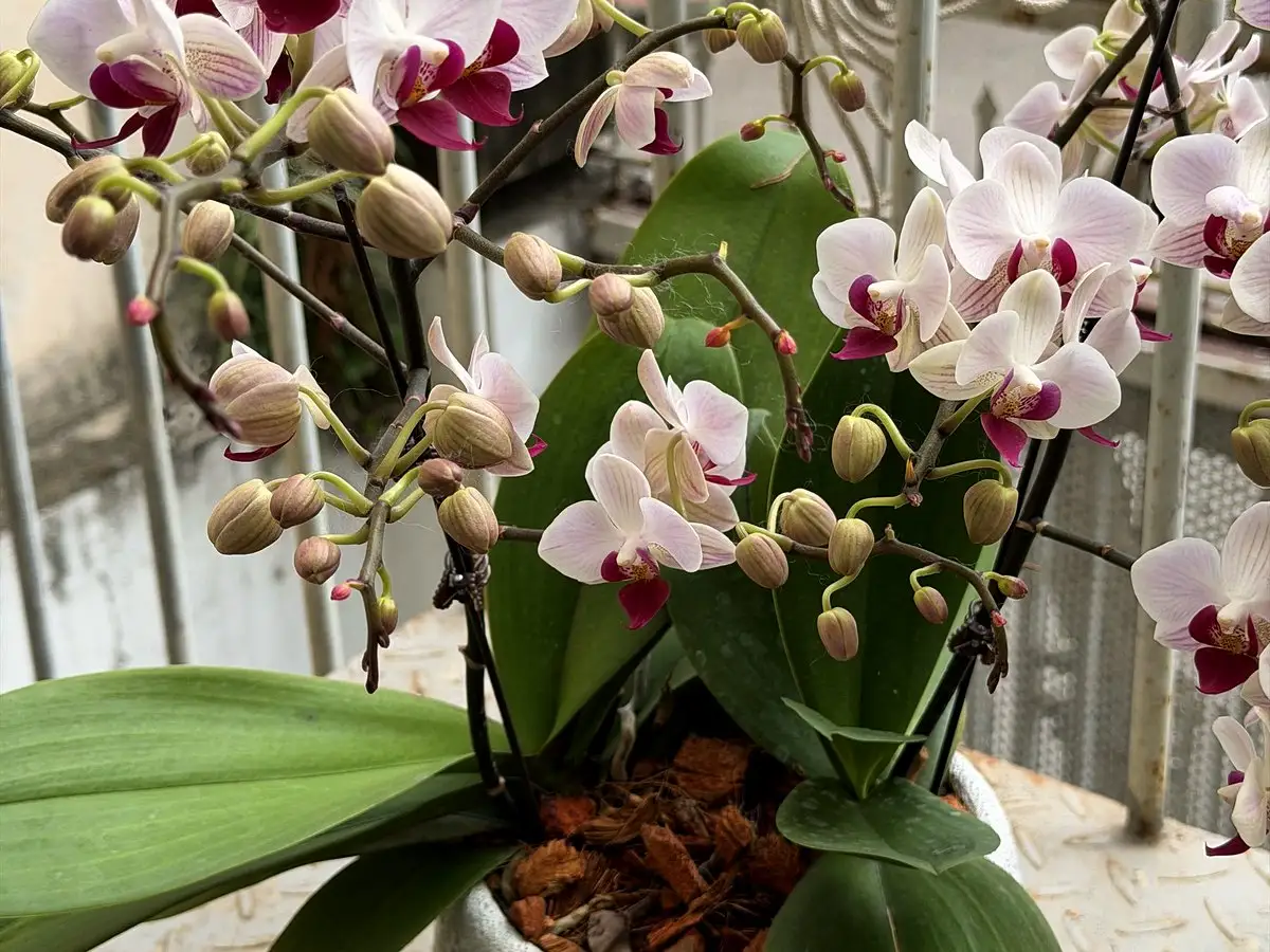 A pink and white phalaenopsis orchid potted in coconut chips